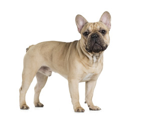 Wall Mural - french bulldog fawn color on a white background