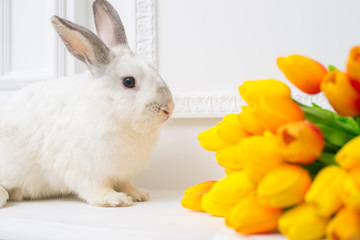 rabbit with tulips on a white background beautiful