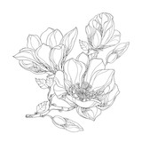 Stem with ornate magnolia flower, buds and leaves isolated on white background. Floral elements in contour style.