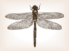 Dragonfly Insect Hand Drawn Sketch Vector