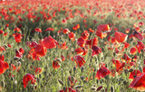 Fototapeta Maki - Poppy field, toned image