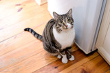 Fototapeta Koty - domestic tabby cat