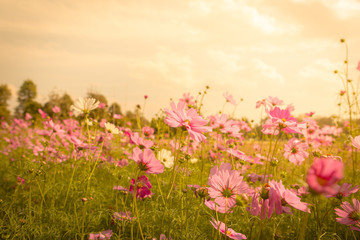 Poster - Cosmos flower blossom in garden