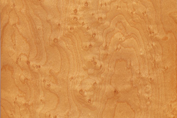 timber grain of bird's eye maple, acer saccharum