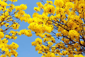 Canvas Print - Yellow tabebuia flower blossom