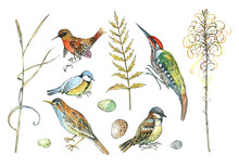 Bird, Sparrow Tit, Woodpecker, Branches And Leaves, Watercolor. For Background, Textiles.