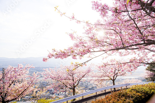 松田山ハーブガーデンから見た河津桜 Stock Photo Adobe Stock 松田山ハーブガーデンから見た河津桜 Stock Photo Adobe Stock