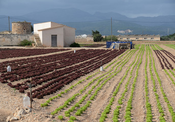 Canvas Print - Salatanbau auf Mallorca