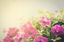 Pink Petunia Flowers With Vintage Color