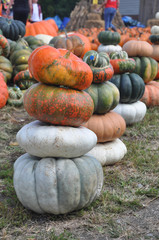fall pumpkins