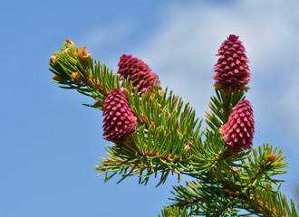 Red fir cone during springtime on a evergreen tree