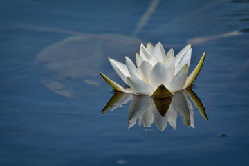 Dwarf White Water-lily - Nymphaea candida