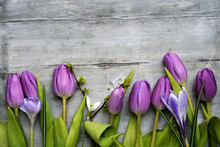 Old Grey Wooden Background With Purple White Tulips,snowdrop And Crocus Border In A Row And Empty Copy Space, Spring Summer Decoration
