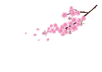 Sakura flowers background. cherry blossom isolated white backgro