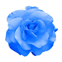 Tender Blue Rose Flower Macro Isolated On White