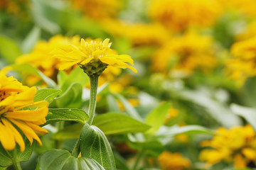 Wall Mural - Zinnia yellow blooming with beautiful  close-up