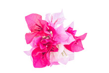 A Bunch Of Bougainvillea Flowers Isolated On White