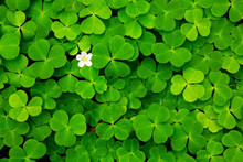 Green Clover Leaves Background.