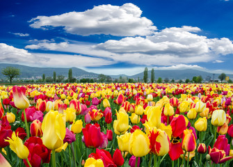 Fotomurales - Frühlingserwachen, Freude, Glück: Buntes Tulpenfeld :)