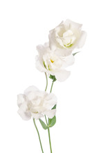 Beauty White Flowers  Isolated On White. Eustoma
