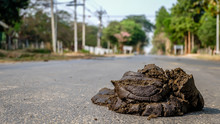 A Stinky Poo In Middle Of The Road