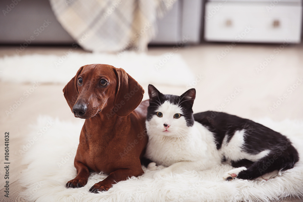 Beautiful cat and dachshund dog on rug, indoor
