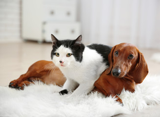 Beautiful cat and dachshund dog on rug, indoor