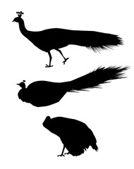 Wall Mural - Peacocks Set- Vector 