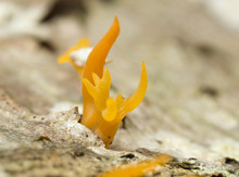 Small Stagshorn Fungus, Calocera Cornea Growing On Beech Wood