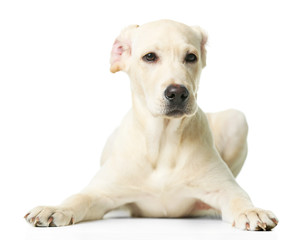 Wall Mural - Beautiful Labrador retriever isolated on white background