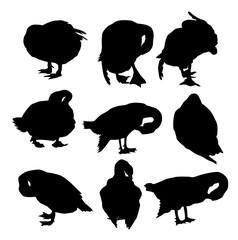 Wall Mural - Ducks Birds - Vector