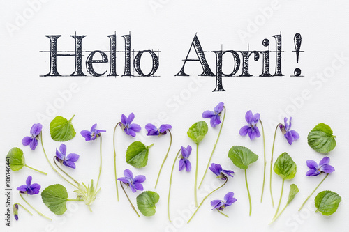 Fotografie, Obraz Hello April greetings with viola flowers