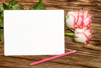 Wall Mural - Greeting card. Roses with pink pencil and blank card