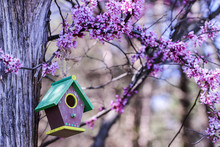 Close Up Of Brown Birdhouse Hanging By Pink Spring Tree Blossoms