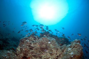 shoal of fish swim together to find food