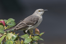 Northern Mockingbird Perched In A Shrub - Florida