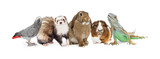 Fototapeta Zwierzęta - Group of Small Domestic Pets Over White