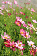 Wall Mural - Pink cosmos flower field in sunshine.