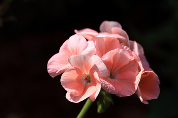 Wall Mural - Pink flowers in sunlight with black background, shallow depth of