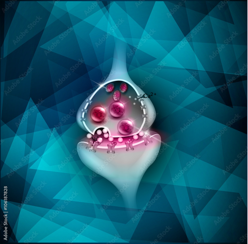 Synapse detailed anatomy Stock Vector | Adobe Stock