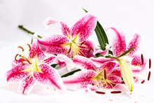 Several Pink Lilies