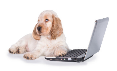 English cocker spaniel puppy in front of a laptop isolated on white