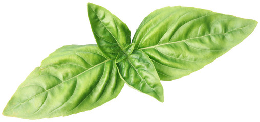 Green basil leaves isolated on a white.