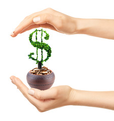 Wall Mural - Financial success concept. Money tree growing on human hand isolated on white