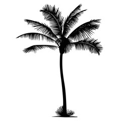 palm tree silhouette