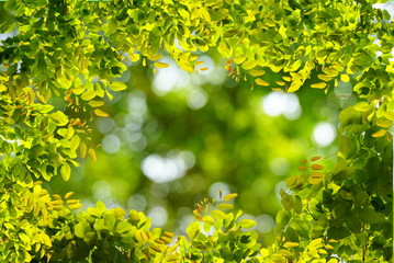 Wall Mural - Natural green leaves border with blur bokeh spring or summer background, ecology concept 