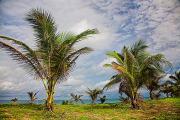 Wall Mural - Palm tree on the sea beach.