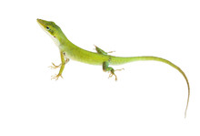 The Lizard  Northern Green Anole (Anolis Carolinensis Carolinens