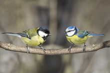 Two Birds Great Tit And Blue Tit On A Branch In The Park