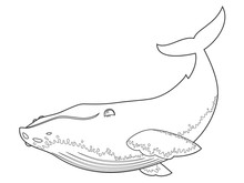 Vector Illustration Of A Humpback Whale On White Background With Black Outline For Kids And Coloring Book